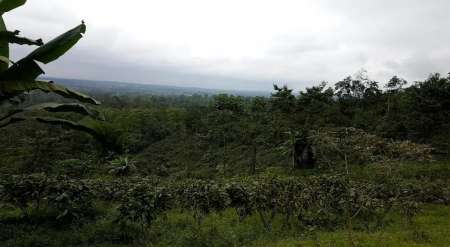 Ferme, plantation de cacao. Enérgie bon marché