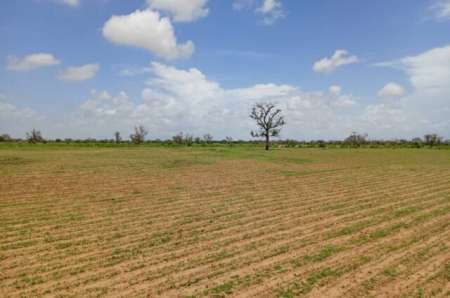 Terrain agricole de 2,18 ha vers Diourbel