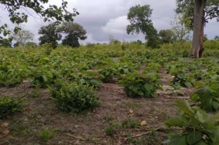 Terrain agricole de 5505 m² vers Niamone