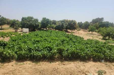 Terrain agricole de 2 ha vers Tassette