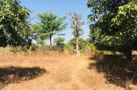 Verger agricole de 3975 m² vers Notto Diobass