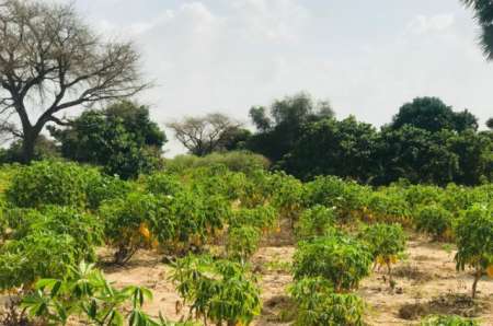 Terrain agricole de 4981 m² vers Pire