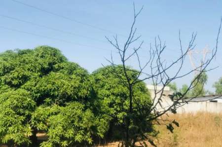 Verger agricole de 3,50 ha vers Diender