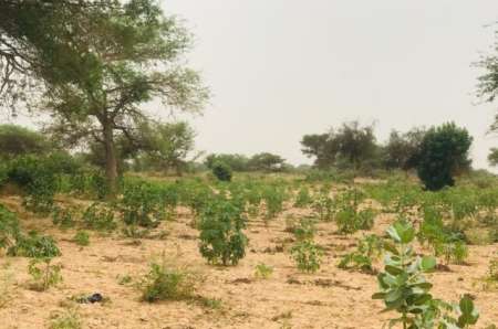 Terrain agricole de 2 ha vers Méouane