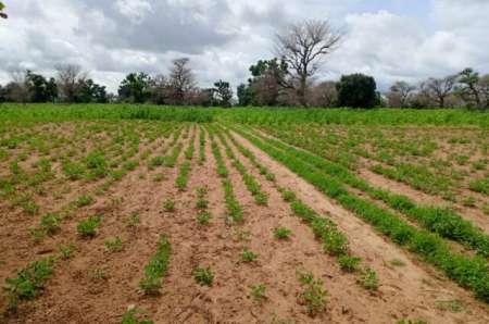 Terrain agricole 1,55 ha vers Notto Diobass