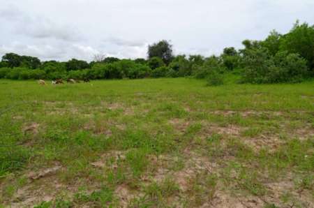 Verger agricole de 6252 m² vers Notto Diobass