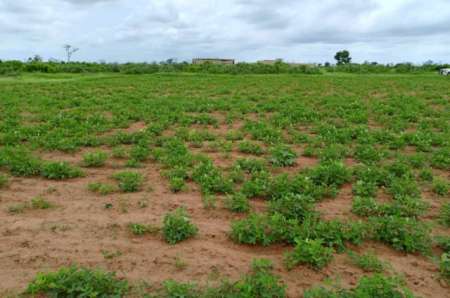 Terrain agricole de 1,03 ha vers Notto Diobass