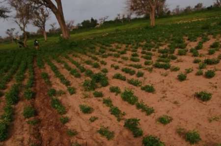 Terrain agricole de 1,50 ha vers Notto Diobass