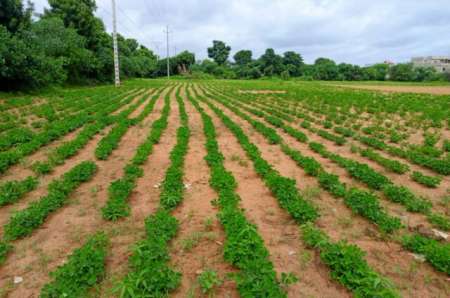 Terrain agricole 8555 m² vers Keur Moussa