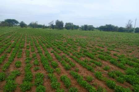 Terrain agricole 1,95 ha vers Dalla Ngabou