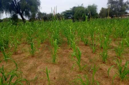 Terrain agricole de 5804 m² vers Dalla Ngabou