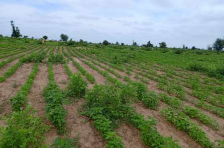 Terrain agricole de 1,54 ha vers Nghaye