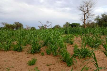 Terrain agricole de 20 ha vers Dalla Ngabou