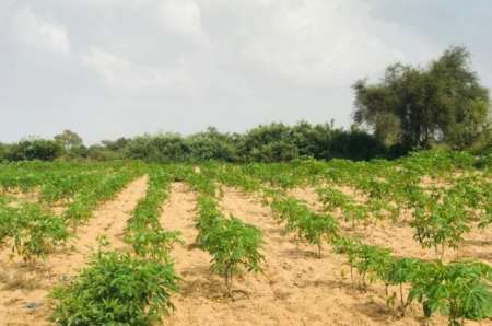 Terrain agricole de 1,35 ha vers Pire