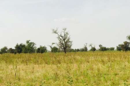 Terrain agricole 4 ha vers Dalla Ngabou