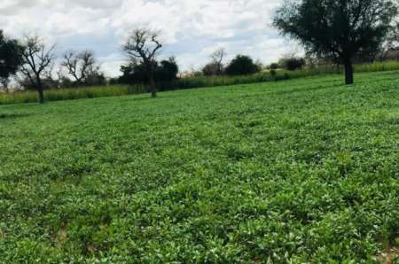 Terrain agricole de 3,10 ha vers Keur Samba Kane