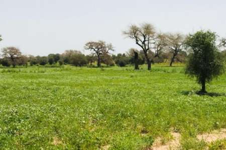 Terrain agricole de 9511 m² vers Baba Garage