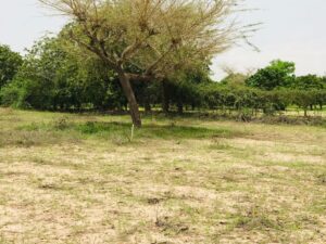 Verger agricole de 9983 m² vers Diender