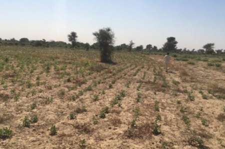 Verger agricole de 2 ha vers Notto Diobass