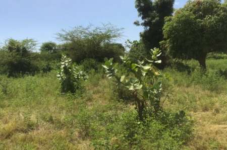 Verger agricole de 1,36 ha vers Nguéniène