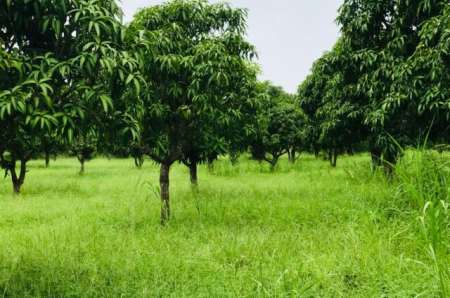 Terrain agricole de 1,72 ha vers Notto Gouye Diama