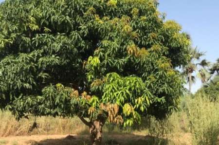 Verger agricole de 9051 m² vers Fimela