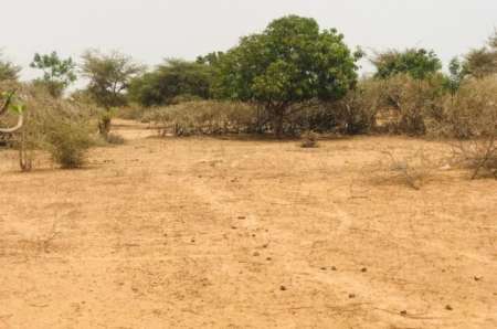 Verger agricole de 5047 m² vers Sindia