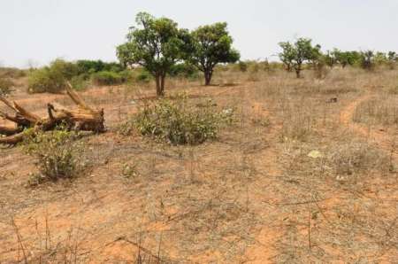 Verger agricole de 2 ha vers Keur Moussa