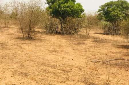 Verger agricole de1,44 ha vers Sindia