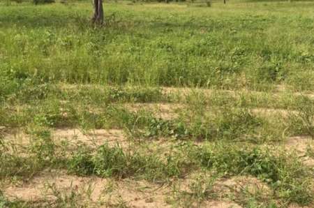 Terrain agricole de 4 ha vers Diamniadio