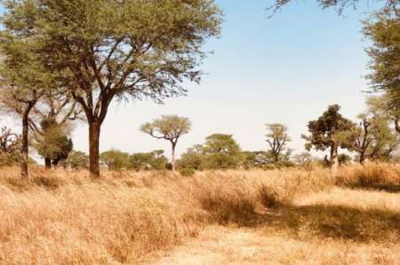 Terrain agricole de 5 hectares vers Thiénaba