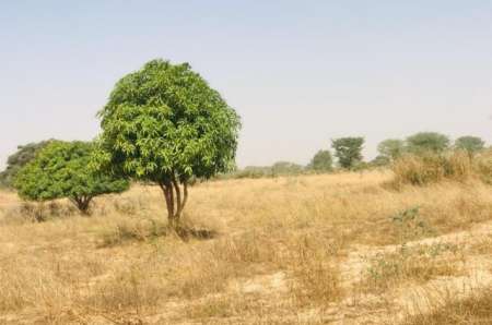 Verger agricole de 1,33 ha vers Méouane