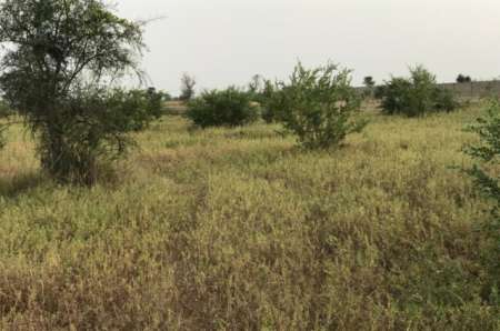 Terrain agricole de 1,67 hectare vers Dalla Ngabou